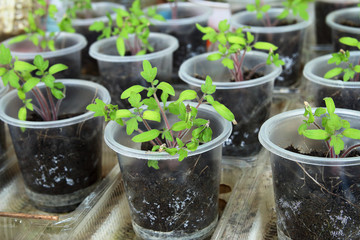 Tomato seedlings