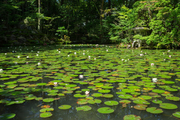 京都　天授庵の日本庭園