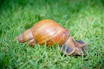 snail on green glass