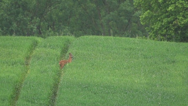 Rehe im Fr&uuml;hling