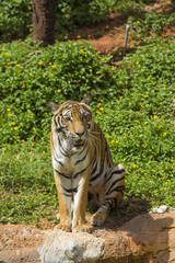 bengal tiger looking at the camera