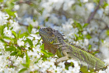 Green Iguana on a flowering cherry tree