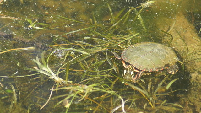 A painted trurtle hunts down food in the water of a pond filled with aquatic plants.