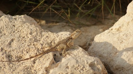 lizards