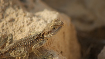 lizards