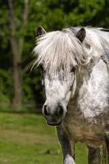 Obraz na płótnie Canvas shetland pony