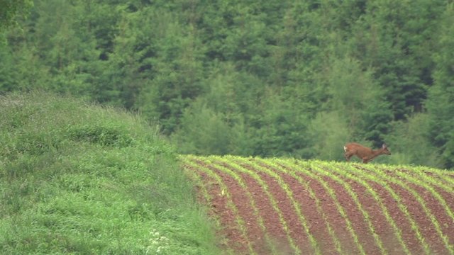 Rehe im Fr&uuml;hling
