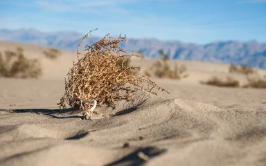Zelfklevend Fotobehang Sagebrush in Desert Sand © kenkistler1