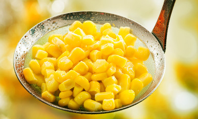 Freshly harvested ripe cooked corn kernels