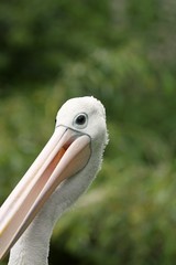 australian pelican