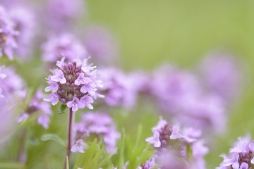 Thymus serpyllum, Breckland thyme, wild thyme or creeping thyme