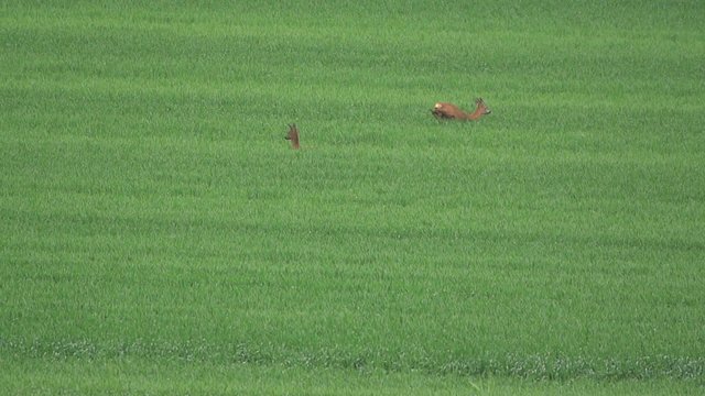 Rehe im Fr&uuml;hling