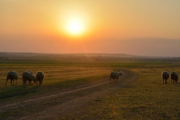 Flock of sheep at sunset