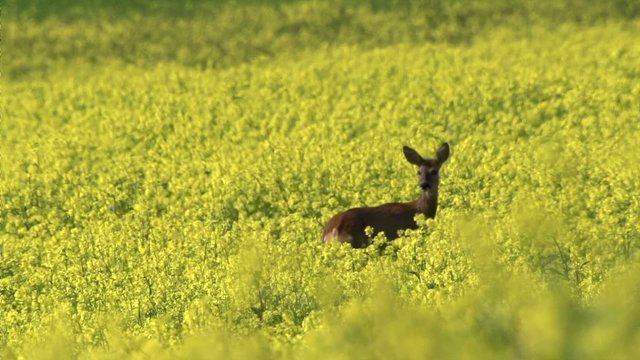 Rehe im Fr&uuml;hling