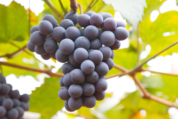 Large bunch of red wine grapes hang from a vine, warm. Ripe grapes with green leaves. Natural background with Vineyard. Wine concept