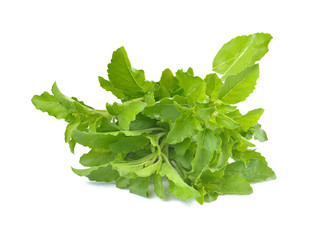 Fresh basil leaves on white background