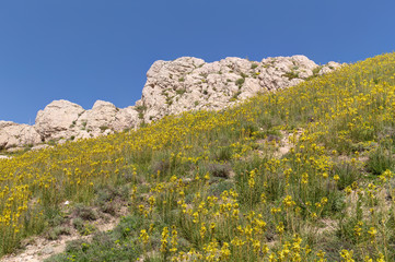 flowers on the hillside