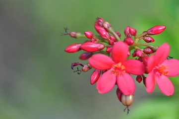 pink flower / pink flower close up