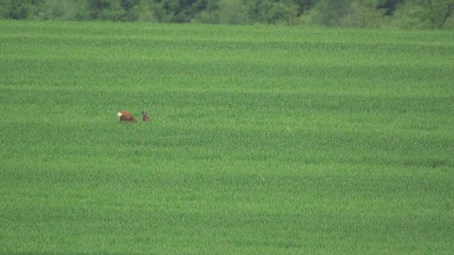 Rehe im Fr&uuml;hling