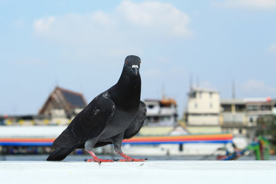 A pigeon. 