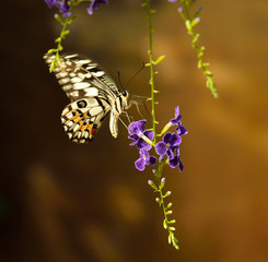 Butterfly on a flower