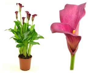 zantedeschia © robert6666