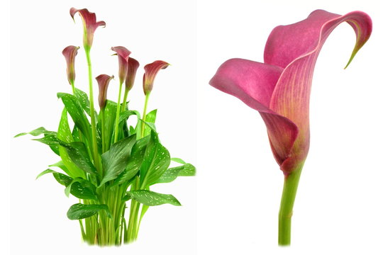 Fototapeta zantedeschia