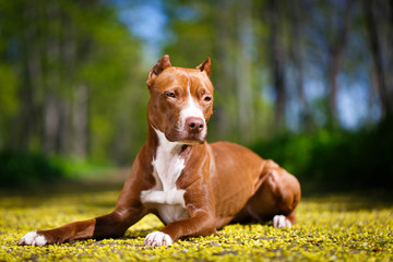 American Pit Bull Terrier