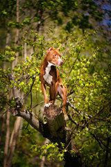 American Pit Bull Terrier