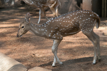 Spotted deer in Dusit Zoo in Bangkok., THAILAND.
