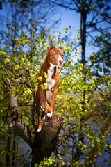 American Pit Bull Terrier