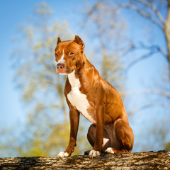 American Pit Bull Terrier