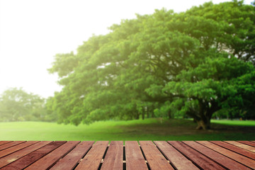 Tropical forest above a wooden floor