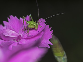 Speckled bush cricket, Punktierte Zartschrecke (Leptophyses punctatissima)