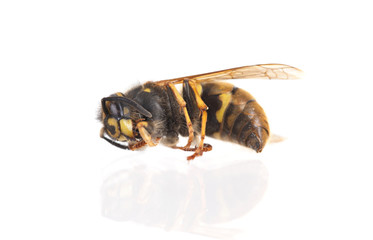 Dead wasp isolated