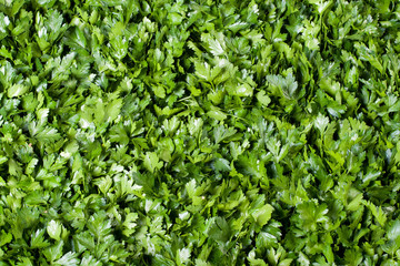parsley background
