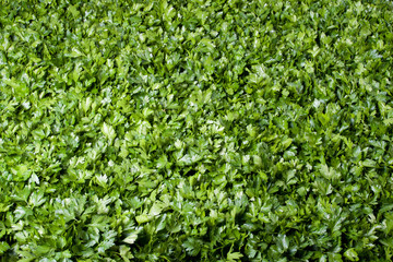 Fototapeta na wymiar parsley background