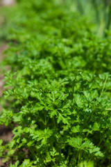 parsley
