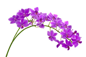 Fototapeta na wymiar Blooming twig of purple orchid.