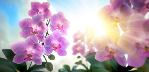 Orchideen im Sonnenlicht