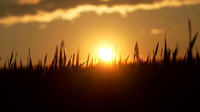 Kornfeld im Sonnenuntergang