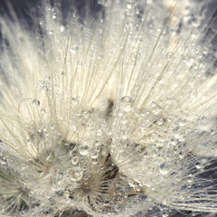 Close-up of dandelion with drops