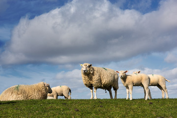 Schafe auf einem Deich an der Nordsee 
