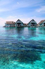 Coral in Maldives