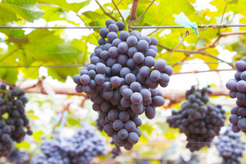 Picture of grape branch, grape leaves background, tasty sweet fruits, warm sunlight through fresh grapes leaves, vine produce, winery industry, vines valley