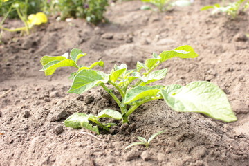 junge kartoffel pflanze acker garten 