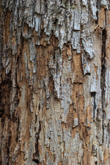 Old wooden texture background