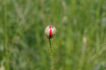Beautifull unopend red poppy on a field.