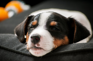 puppy sleeping on the bed

