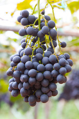 Picture of grape branch, grape leaves background, tasty sweet fruits, warm sunlight through fresh grapes leaves, vine produce, winery industry, vines valley